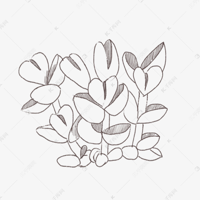 鹿角海棠植物