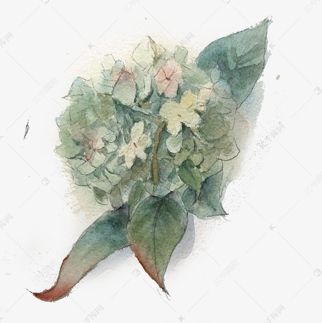 绣球唯美水彩花紫阳花png素材图片免费下载 高清卡通手绘psd 千库网 图片编号
