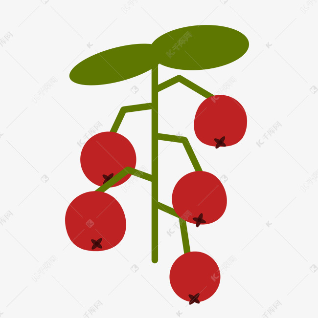 手绘一支山里红插图