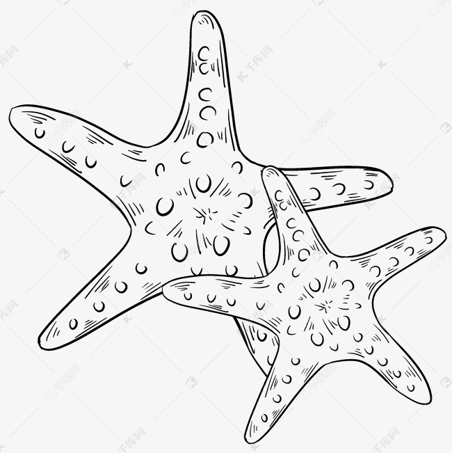 线描两个海星
