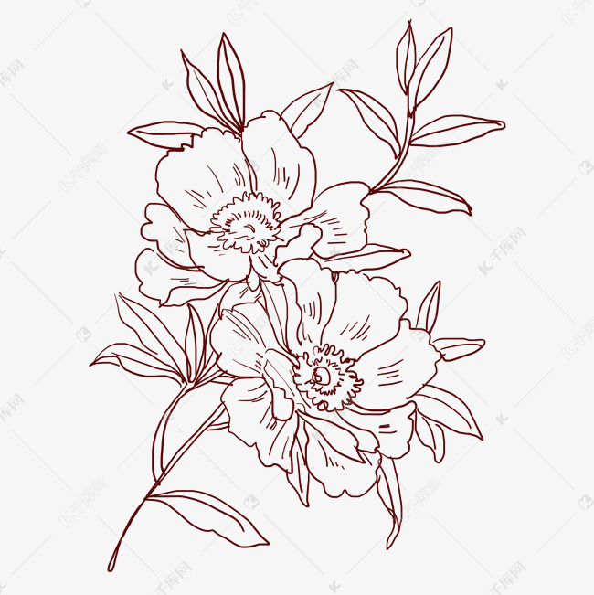 线描两朵鲜花插画