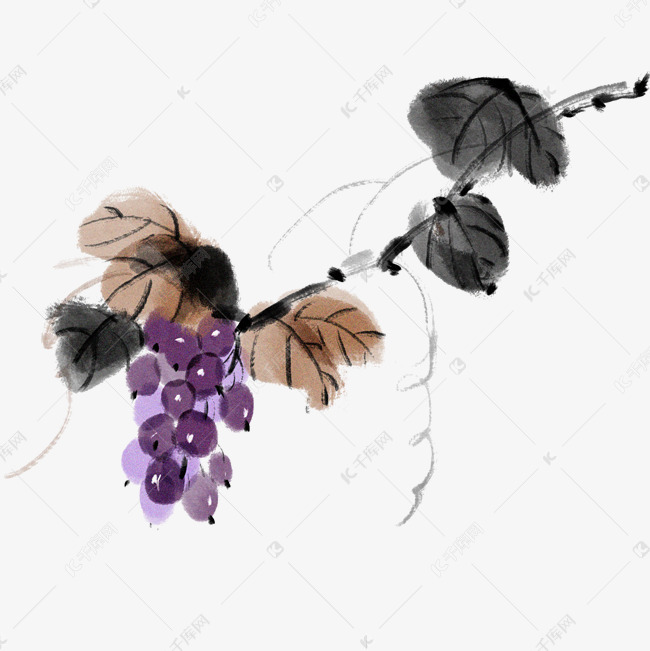 水墨葡萄枝藤插画
