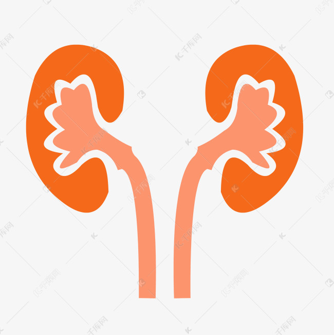 手绘人体器官肾脏矢量免抠素材