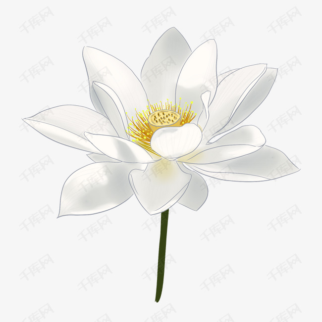 白色荷花植物插图