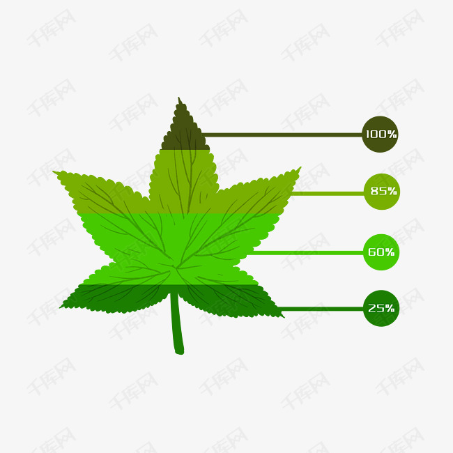 叶子的介绍图表插画
