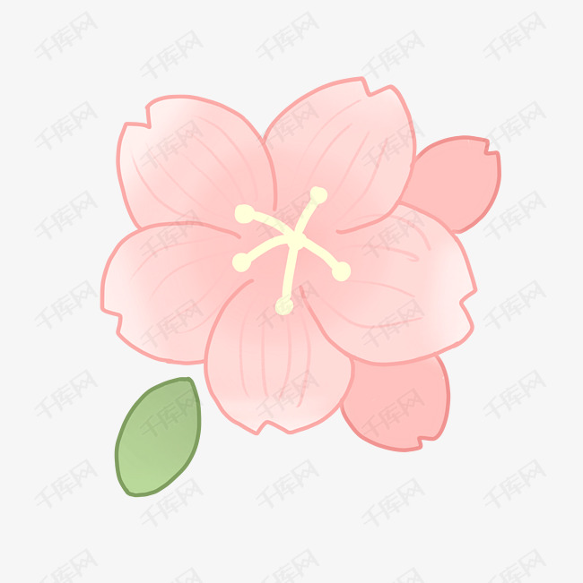 一大朵粉色樱花