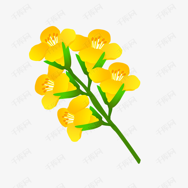 免扣卡通油菜花黄色