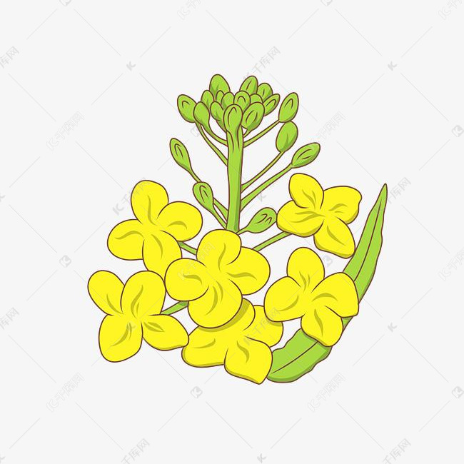 绽放的油菜花插画