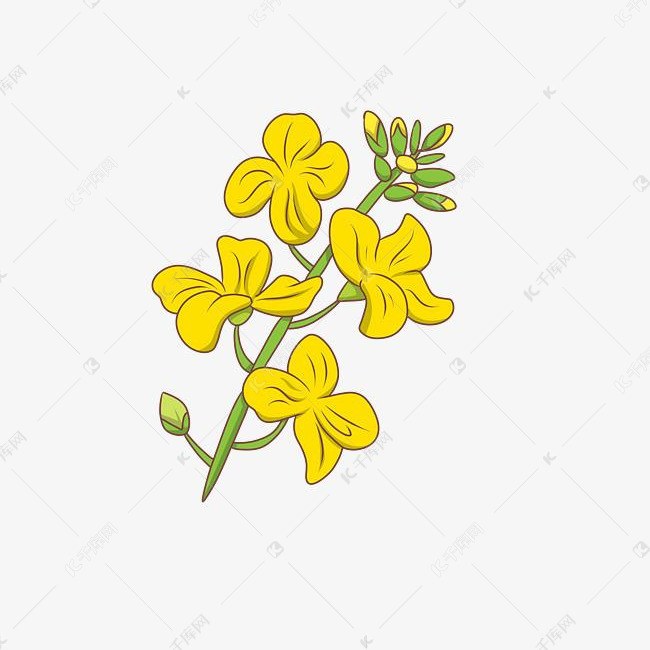 美丽的油菜花插画