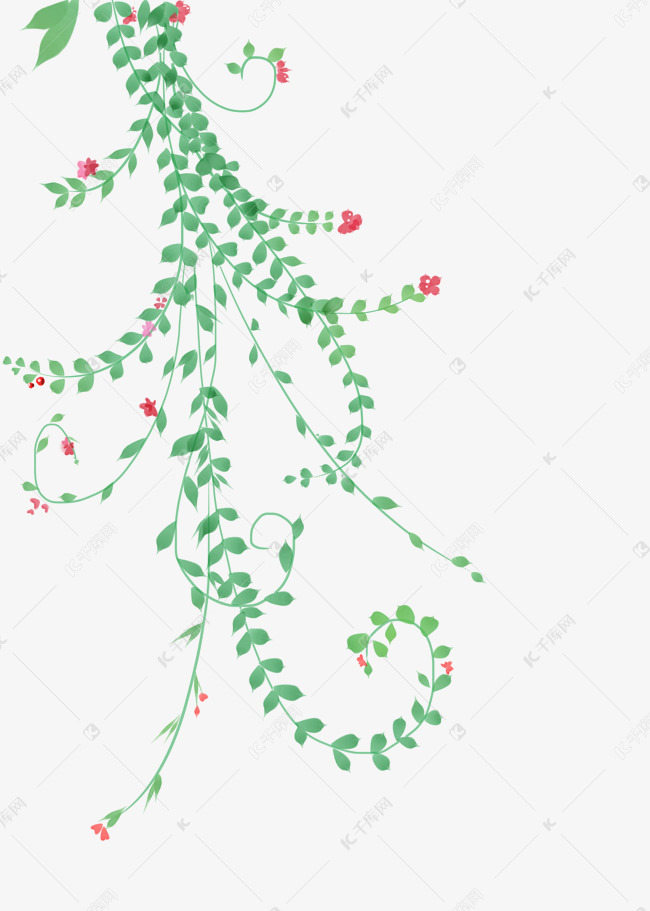 花朵装饰花藤插画