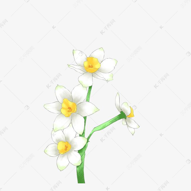 白色花朵花枝插画