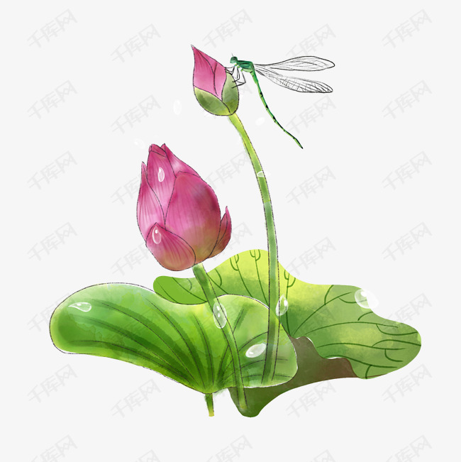 荷花花苞含苞待放蜻蜓池塘png