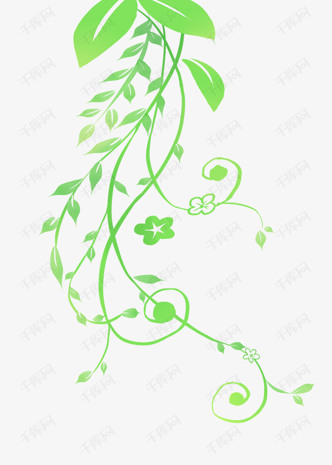 植物野花长藤插画