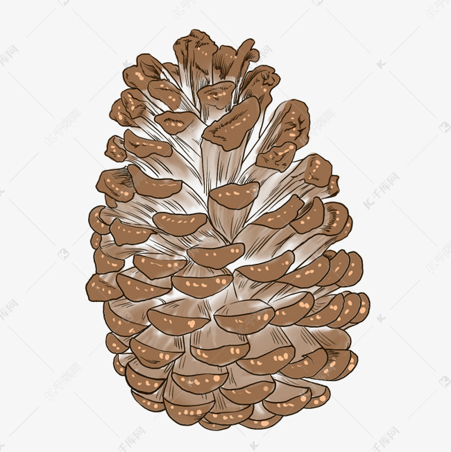 美味的坚果松球插画