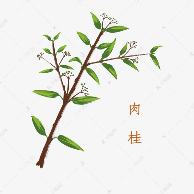 水墨风中药材肉桂