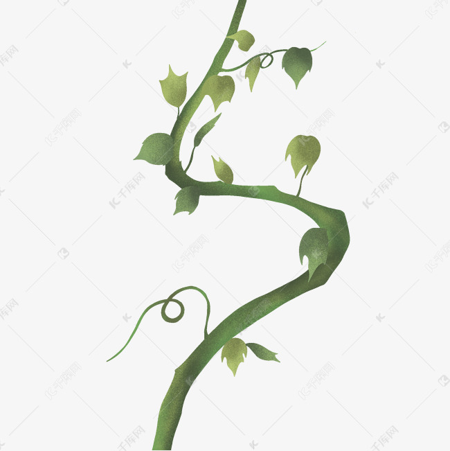 藤条绿色植物