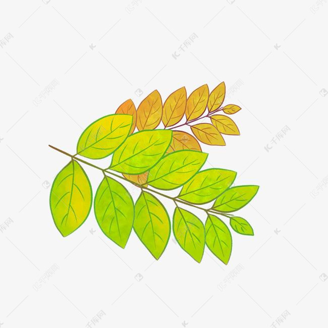 绿色的槐树叶子插画