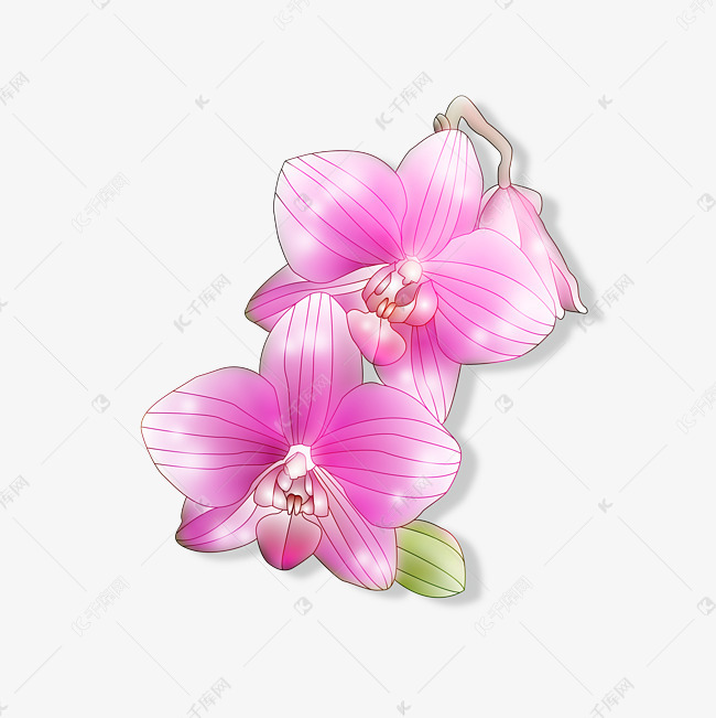 两朵红紫色的花朵