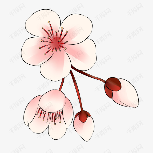 盛开的白色樱花插画