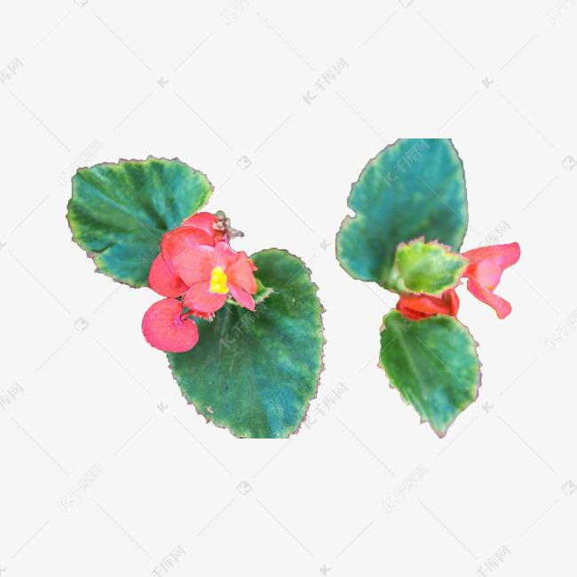 绿叶红花景色美丽素材图片免费下载 高清免抠摄影psd 千库网 图片编号 绿叶红花景色美丽素材图片免费下载 高清免抠摄影psd 千库网 图片编号