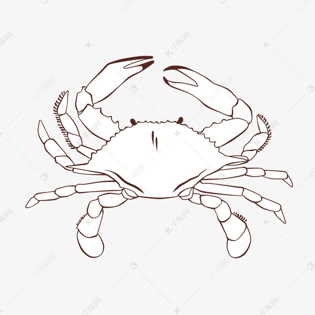 素描白色螃蟹