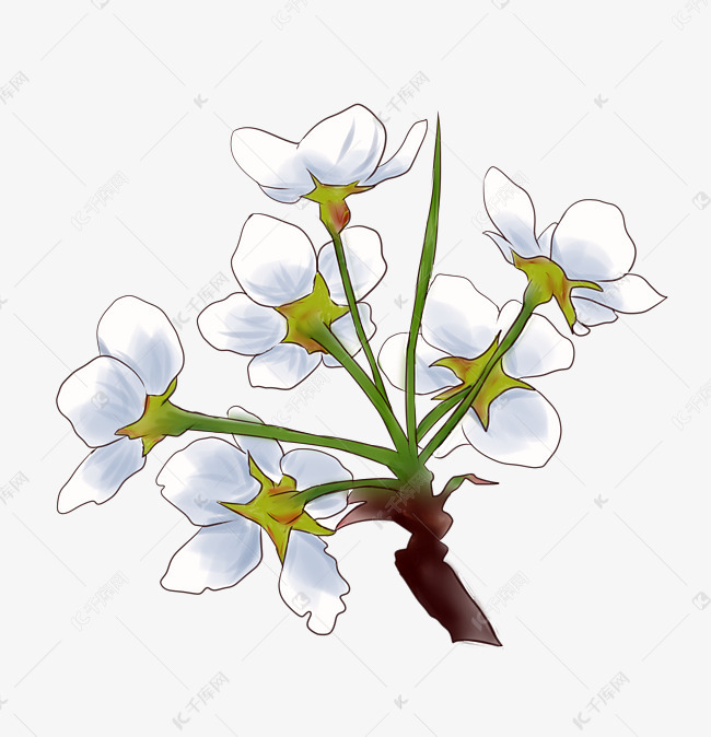 白色梨花
