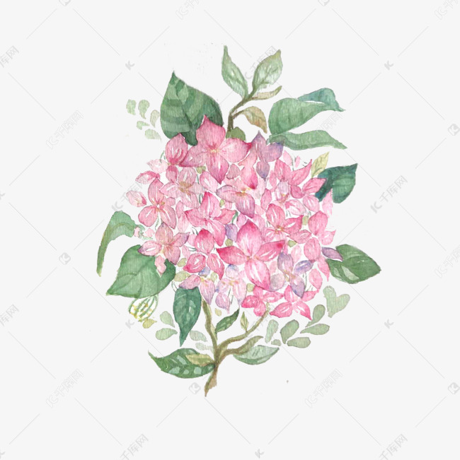 绣球花粉色唯美紫阳花png水彩花卉素材图片免费下载 高清卡通手绘psd 千库网 图片编号