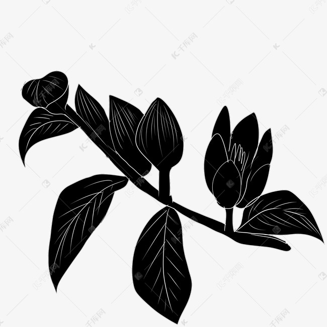 植物花枝含笑花插画