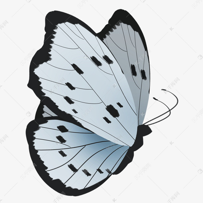 白色图案蝴蝶插图