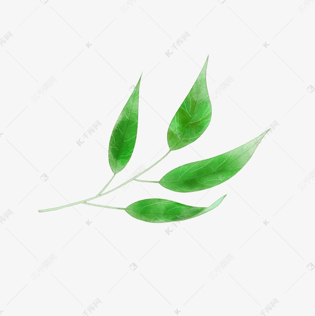 手绘橄榄叶子海报