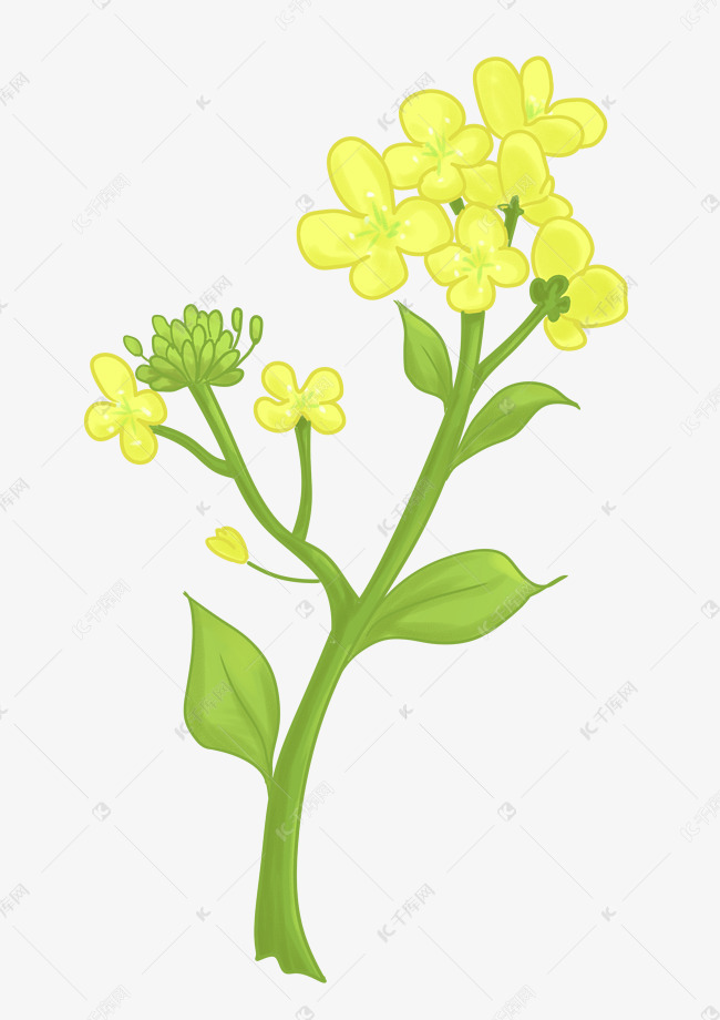 春天黄色油菜花插画
