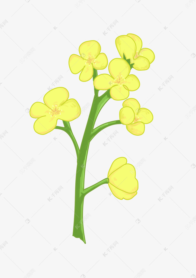 金色盛开的油菜花