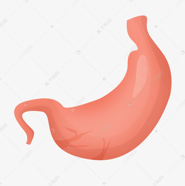 人体器官脾插画素材图片免费下载-千库网