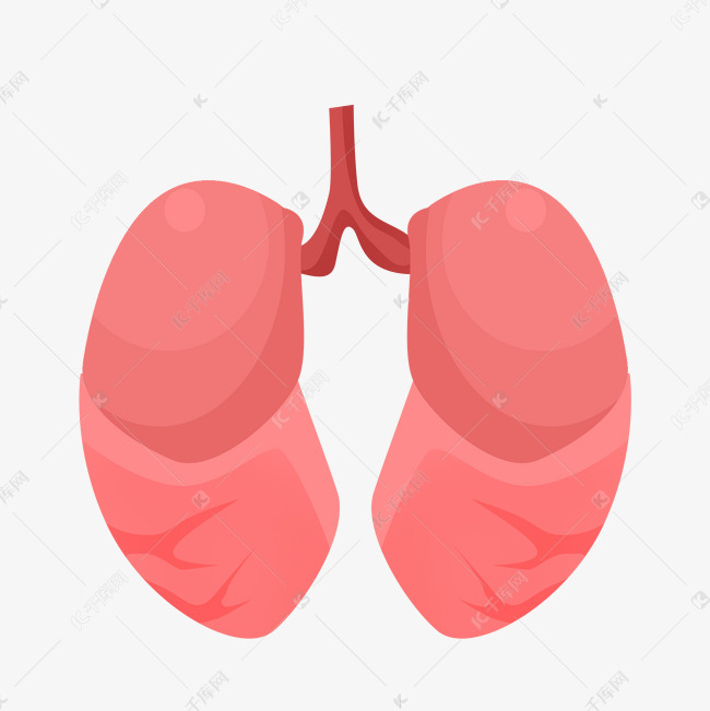 人体器官红色肺