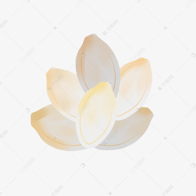 白色南瓜子插画