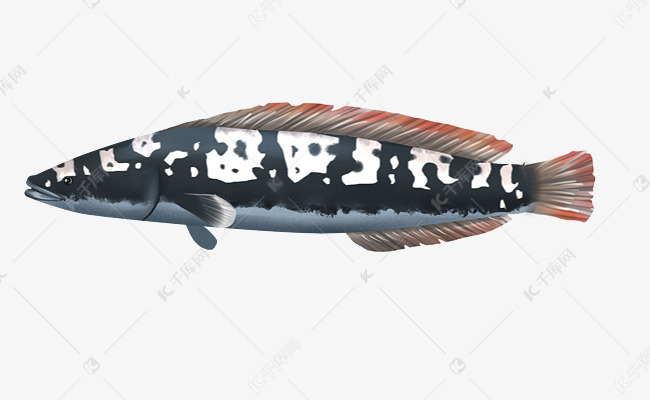 水生物动物黑鱼插画