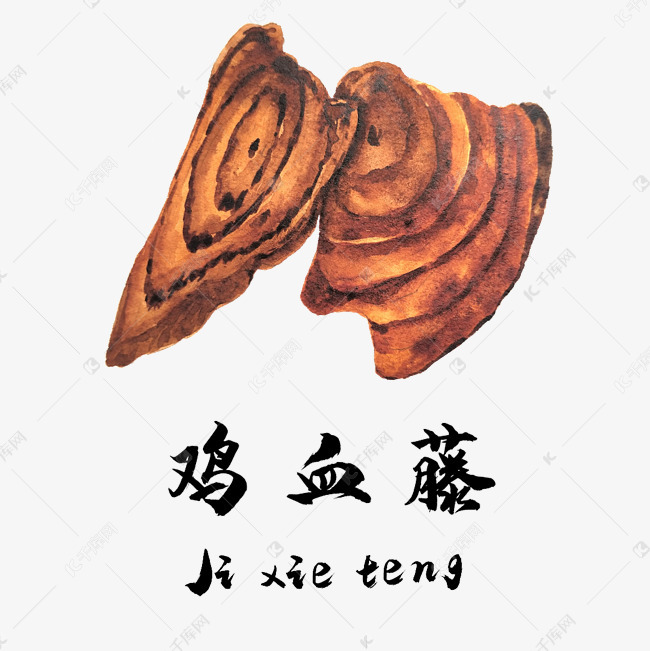 手绘彩色中药鸡血藤装饰画