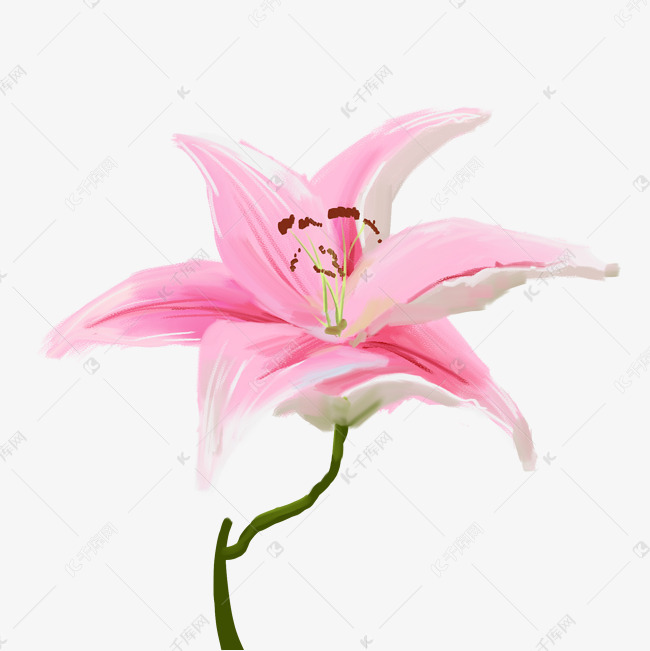 夏天夏日百合写实免抠素材图片免费下载 高清卡通手绘psd 千库网 图片编号