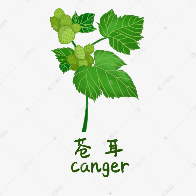 手绘彩色中药苍耳装饰画