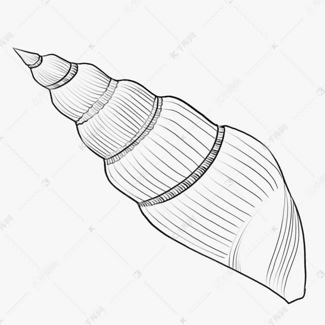 线描海螺纹身插画