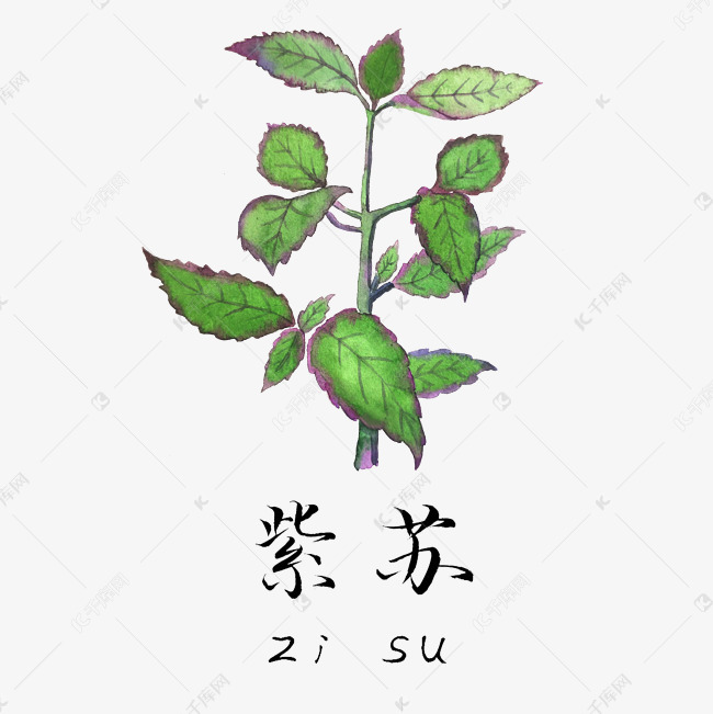 手绘彩色中药紫苏叶装饰画