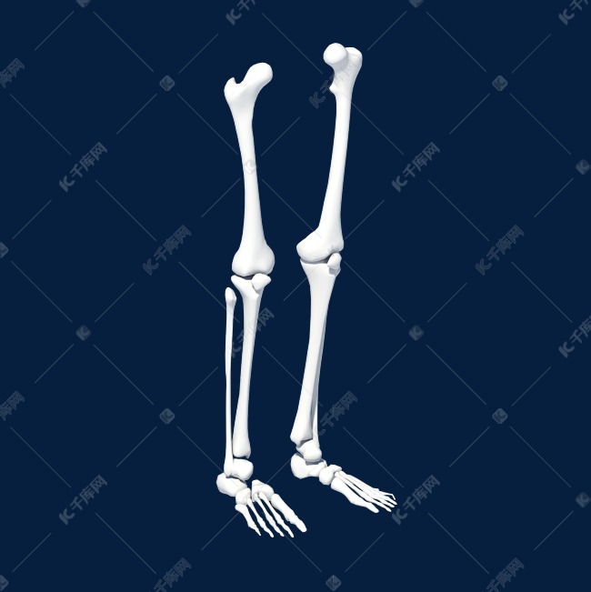 人体下肢骨骼模型
