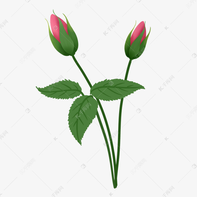 玫瑰花蕾素材图片免费下载 高清免抠摄影psd 千库网 图片编号