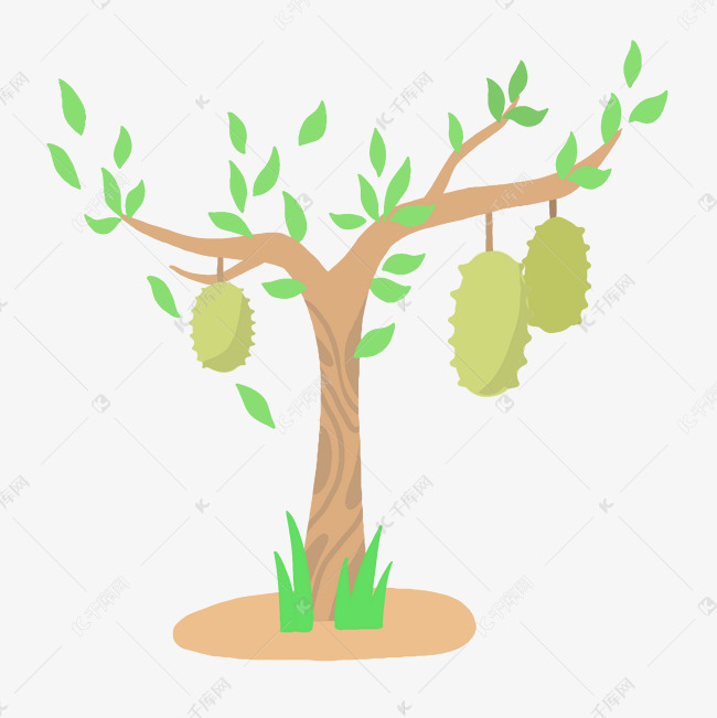 绿色热带榴莲树