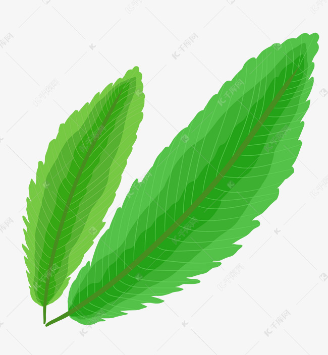 两片叶子装饰