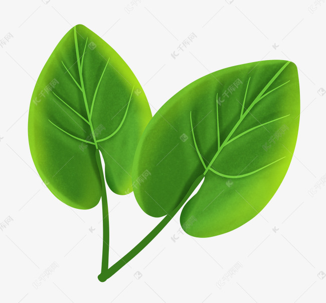 两片热带叶子植物
