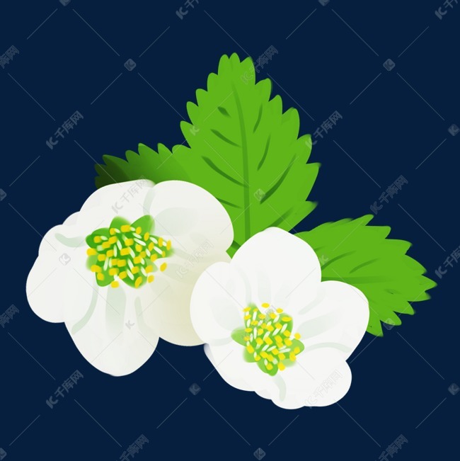 白色草莓花花开