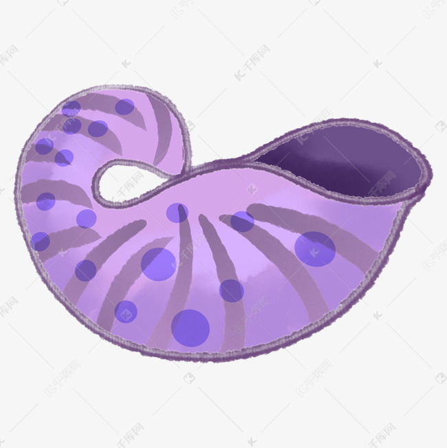 紫色海螺贝壳
