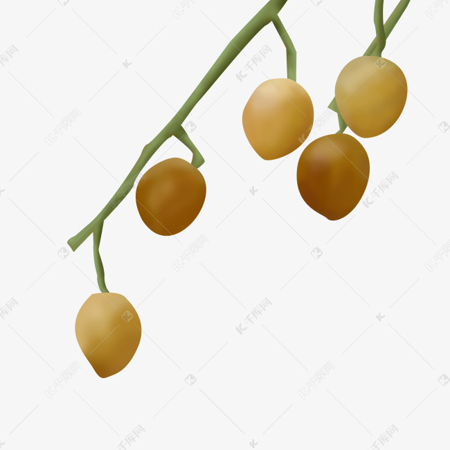 夏季水果果子黄皮