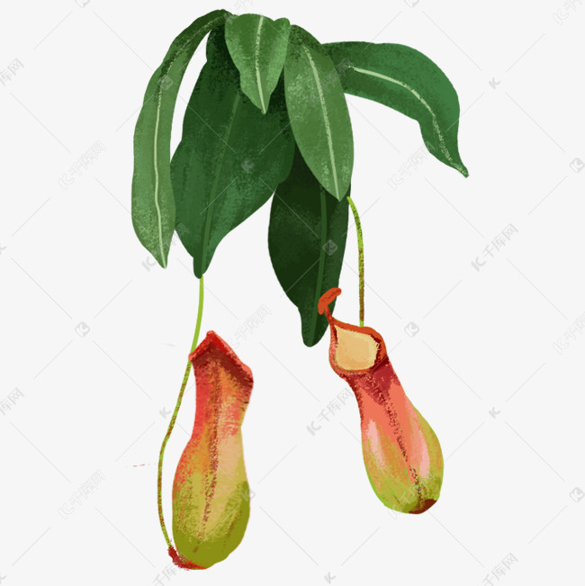 绿植植物猪笼草